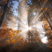 Fall Forest Sunrays