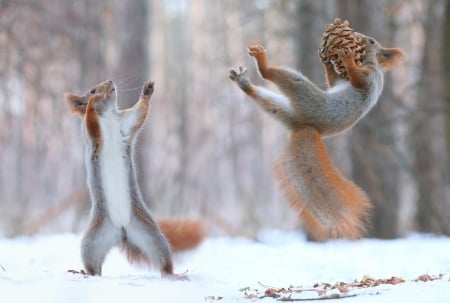 ♥ - cold, squirrels, winter, animals