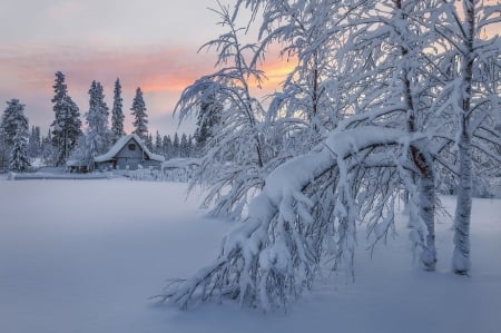 ♥ - snow, cold, trees, winter