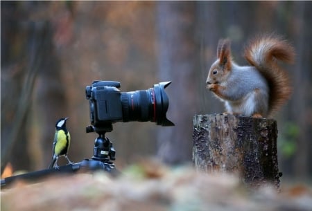 ♥ - bird, camera, squirrel, funny