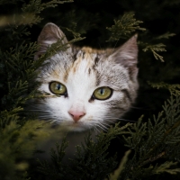 A cat in its hideout