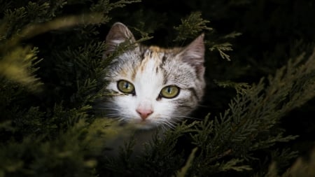 A cat in its hideout - predator, beautyfull, snapshot, cat, photography, pine, feline, felidae, foto, curious, pine branches, pretty, photo, cute