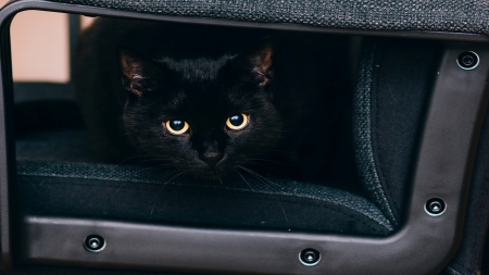 Cat Transporting - black cat, snapshot, photography, feline, foto, black, pretty, cute, predator, beautyfull, cat, seat, felidae, funny, curious, animal, sweet, car seat, photo