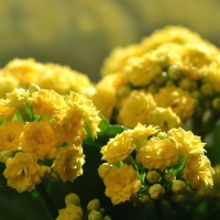 Yellow Flowers