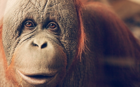 Orangutan - face, monkey, primate, animal, orangutan