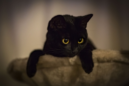 Black cat - yellow eyes, cat, animal, black, pisica