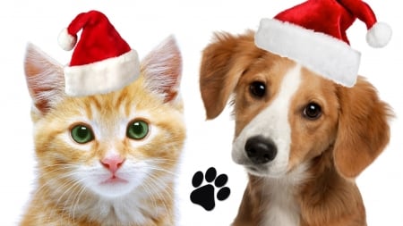 Merry Christmas! - red, funny, cute, caine, puppy, cat, craciun, christmas, white, pisica, kitten, hat, santa, couple, dog