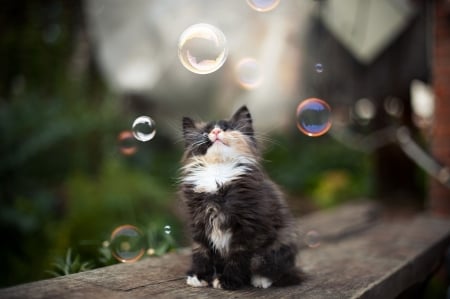 Wonder - animal, pisica, kitten, bubbles, cute, cat