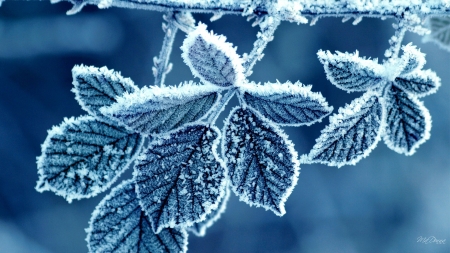 Frosty Blue Leaves - ice, autumn, fall, frost, blue, leaves, winter