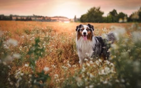 Border Collie