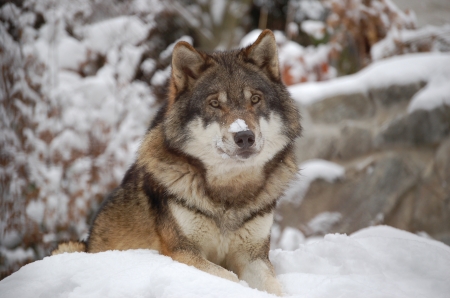 Winter Guest - predator, wolf, trees, nature, wilderness, snow