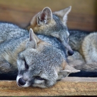 Gray Fox Pair 