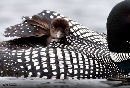 Common Loon Chick - wildlife, wide screen, chick, animal, bird, beautiful, photo, avian, photography, loon