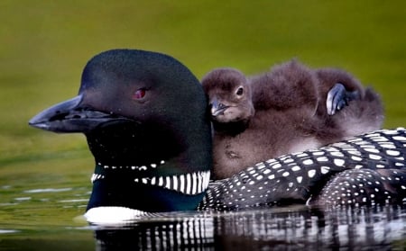 Common Loon Chicks 