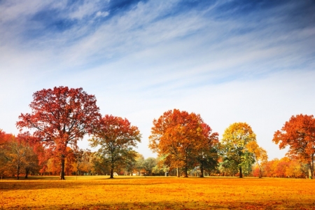 â™¥ - sky, trees, nature, autumn