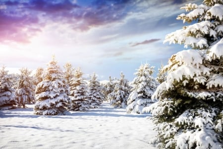 â™¥ - winter, cold, trees, snow