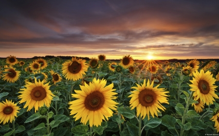 SUN FLOWER GARDEN