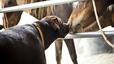 Dog And Horse - hors, Dog, animal, friend