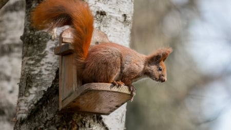 Squirrel - fur, animal, Squirrel, tail