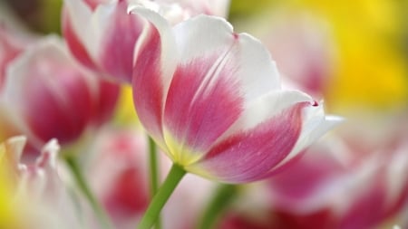 Tulips - flowers, tulip, purple, amazing