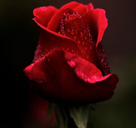 For You - one, rose, love, red