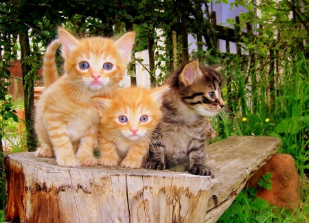 Cute Kittens