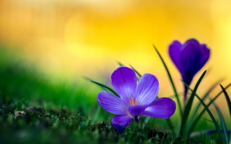 Purple flowers - nature, purple, flower, wild