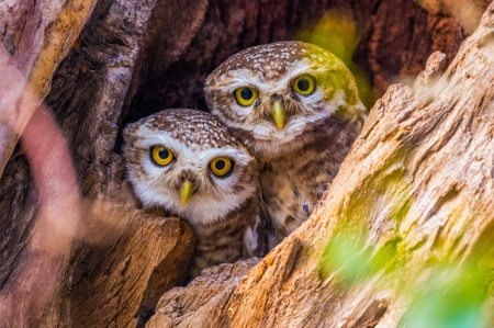 Owls - owl, bird, nest, cute, pasare, bufnita, couple