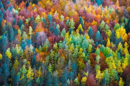 Autumn colors - autumn colors, yellow, forest, green, orange, tree