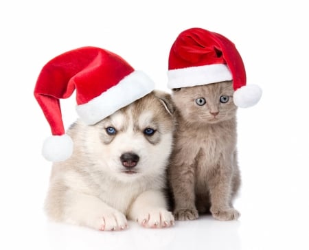 Merry Christmas! - craciun, hat, couple, cat, puppy, pisica, kitten, christmas, caine, white, santa, dog, red, animal