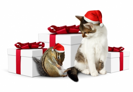 Waiting for Santa - hat, chipmunk, christmas, santa, white, animal, craciun, funny, red, cute, gift, couple, squirrel