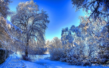 Sunny Winter Day - snow, ice, trees, sky