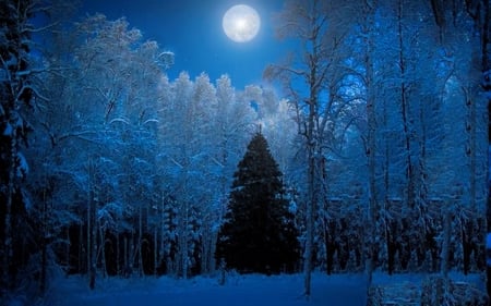 Moonlight - ice, trees, snow, winter, christmas