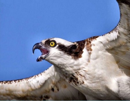 Flying Osprey - wildlife, wide screen, raptor, animal, bird, beautiful, photo, avian, photography, osprey