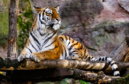 Tiger Cat F1C - beautiful, photography, photo, tiger, wide screen, animal, feline, cats, wildlife