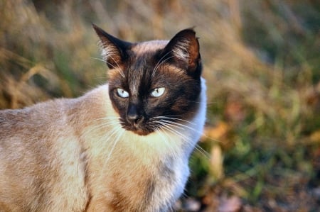 Siamese Cat - wide screen, animal, beautiful, photo, siamese, pets, cats, photography, feline