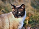 Siamese Cat