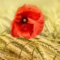 Red Poppy in Wheat F