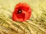 Red Poppy in Wheat F