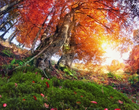 ♥ - trees, forest, nature, autumn