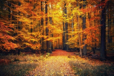 â™¥ - nature, autumn, forest, trees