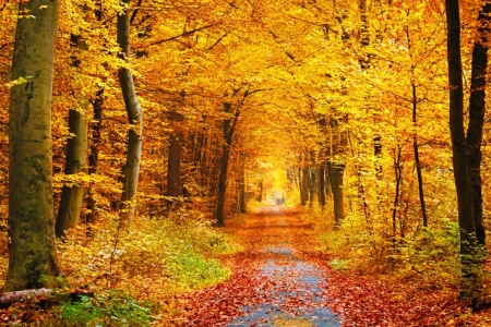 â™¥ - nature, autumn, forest, trees