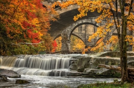 â™¥ - forest, trees, nature, autumn