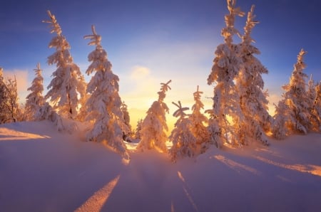 â™¥ - winter, cold, trees, snow