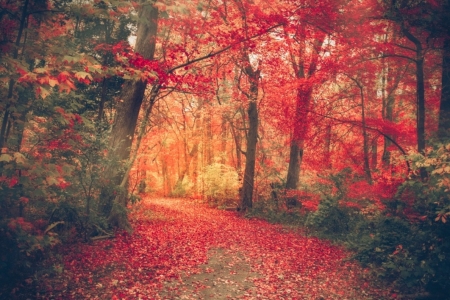 â™¥ - nature, autumn, forest, trees