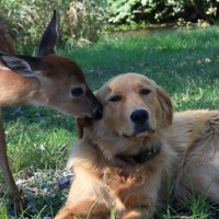 Fawn Nuzzling Golden Retriever