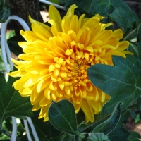 Yellow Dahlia