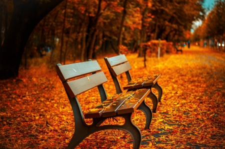 â™¥ - nature, bench, autumn, trees