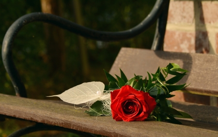 ♥ - abstract, photography, book, rose, flower