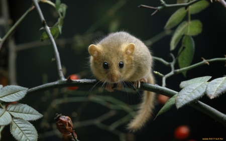 Cute Mouse - rodent, mouse, branch, animal